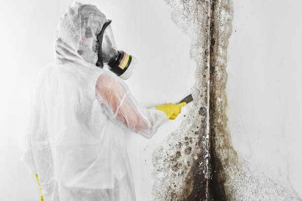 Best White Mold Remediation in Griffin, GA