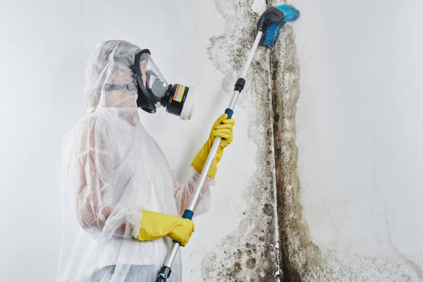 Best Post-Flood Mold Remediation in Griffin, GA