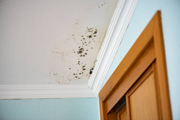 Best Preventive Mold Services in Griffin, GA